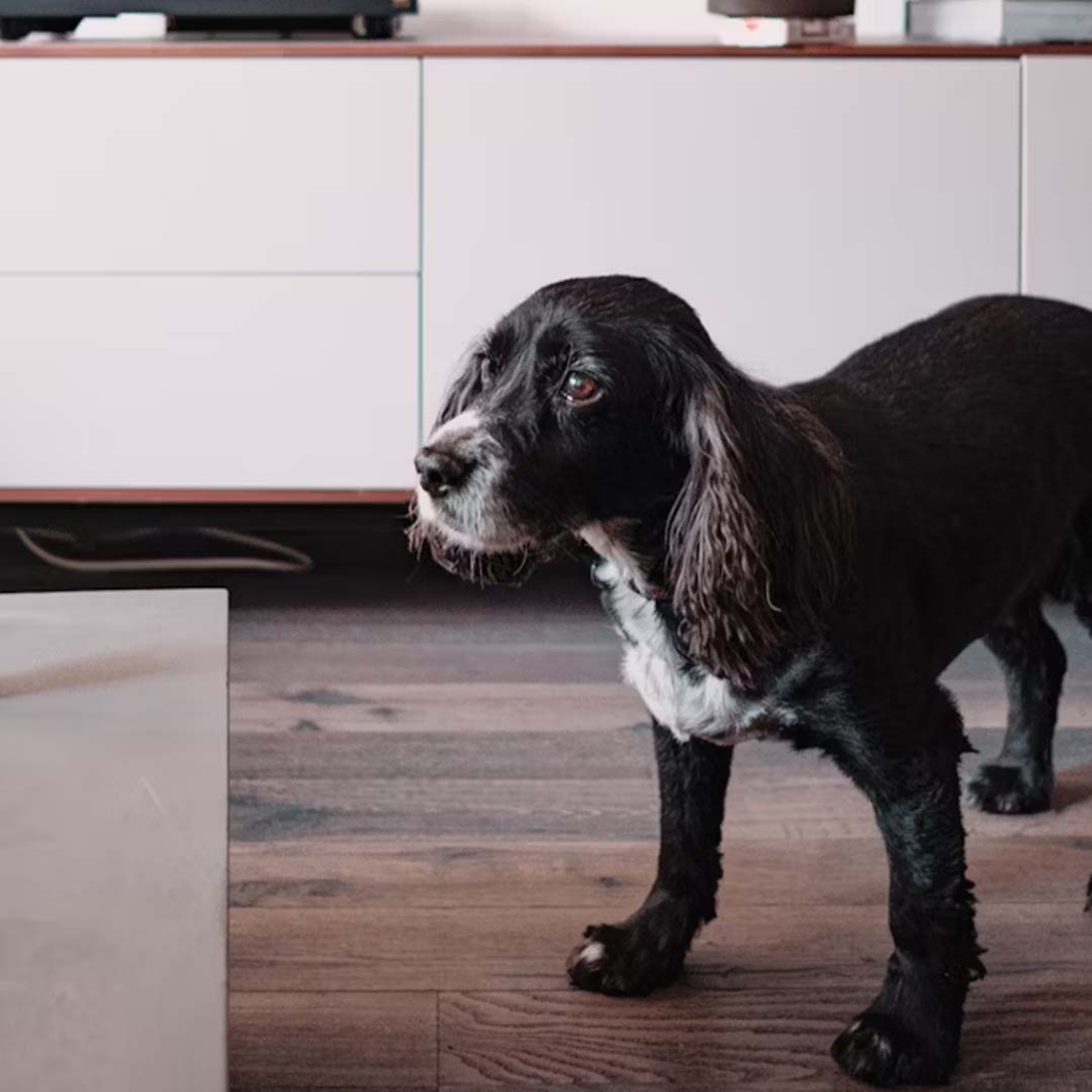 Homes in Winnipeg Ready to Show With Pets